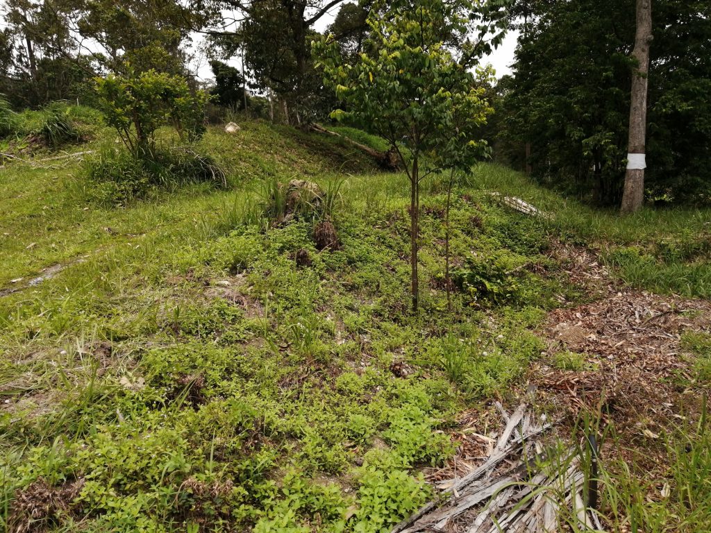 Location of the sweet potatoes raised bed at this gentle slope.