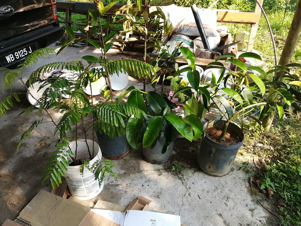 From left to right: Petai, Durians & Mangosteen. RM 400 for this! From left to right: Petai, Durians & Mangosteen. RM 400 for this!