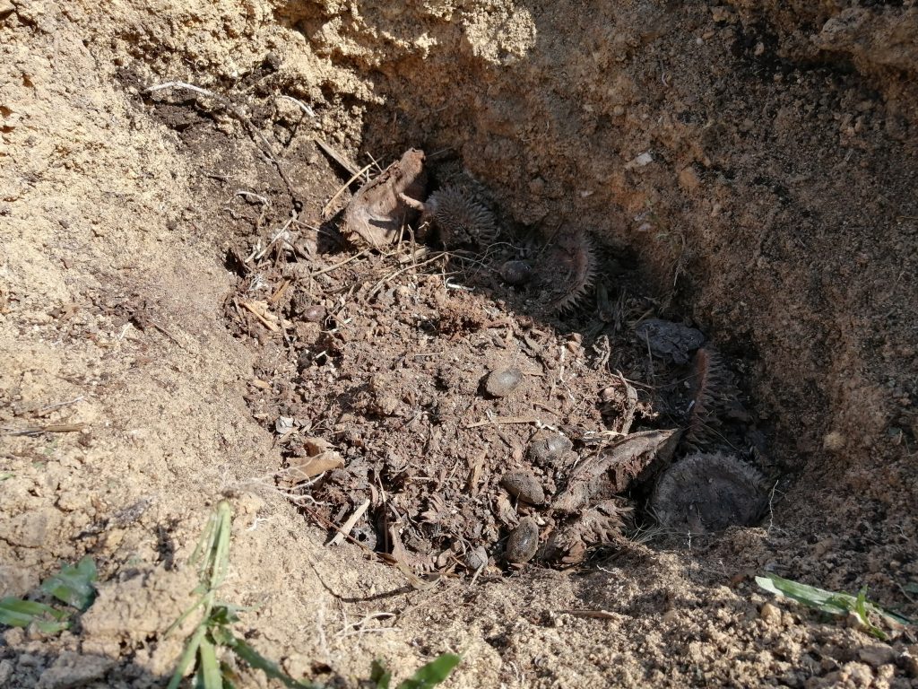 Decomposed organic matter mixed with black soil as my base upon which I will be inserting the durian plant. Decomposed organic matter mixed with black soil as my base upon which I will be inserting the durian plant.