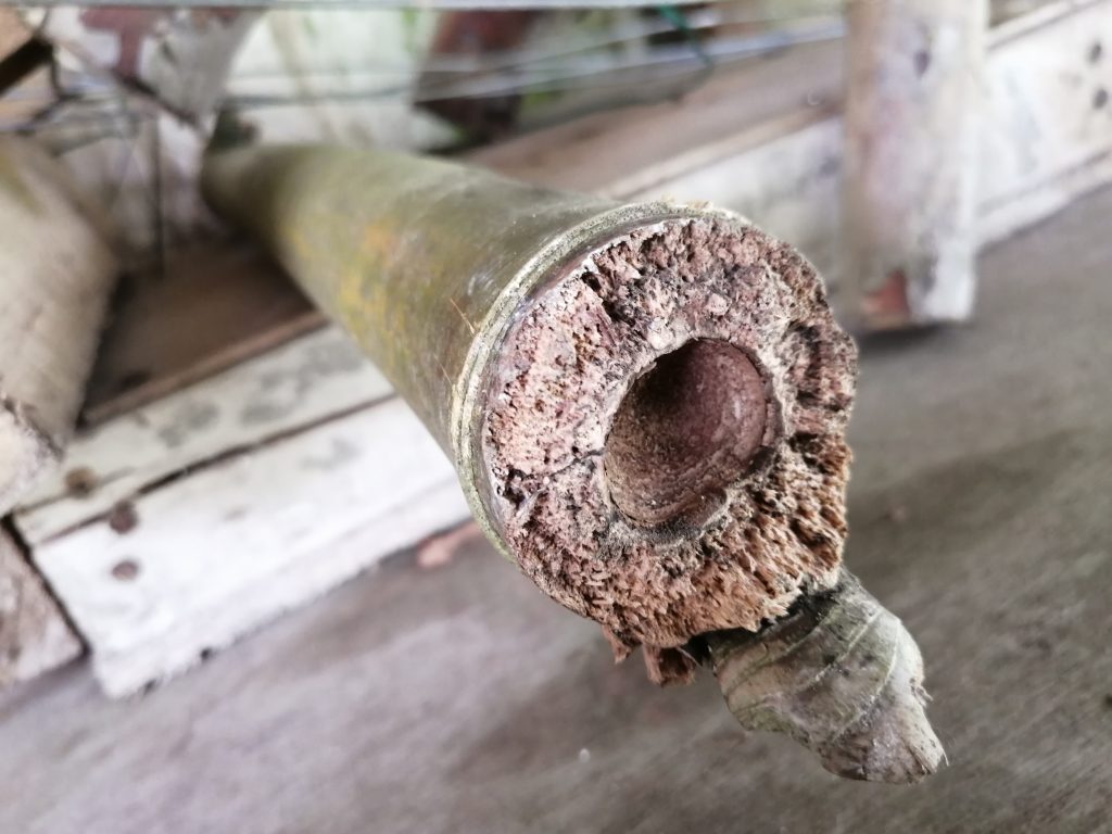 Cross section of a bamboo stake I'm using to flag out plants in the ground. Note the very thick inner walls it boasts.