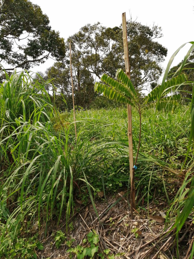 A roughly 3 cm width bamboo stakes used to mark out newly planted vegetation.