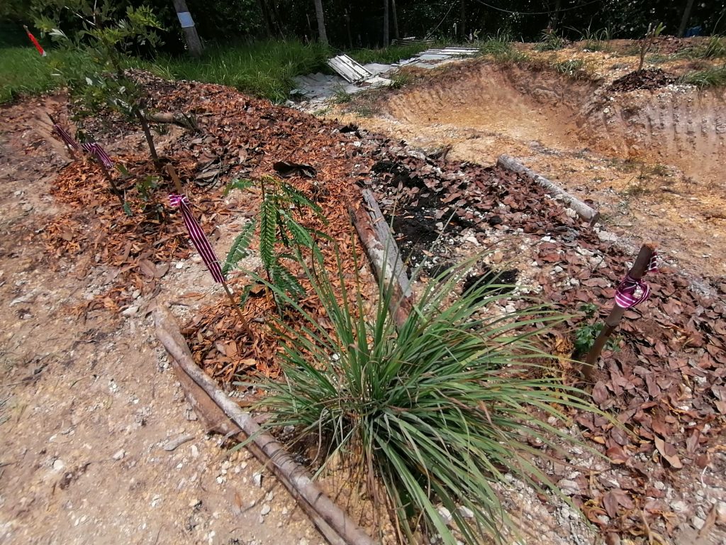 The top of the sweet potato bed: About half of it will be for sweet potato tubers, while the rest (toward the left) is a mixture of lemon grass, citrus plants, leguminous trees, surinam cherry, custard apples and pineapples.