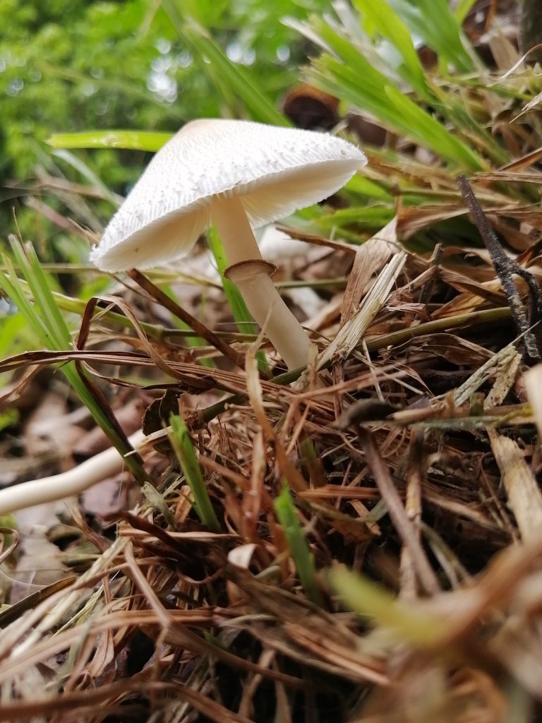 An often-overlooked and seemingly insignificant living organism under our feet; the mushroom seen here right after a downpour.