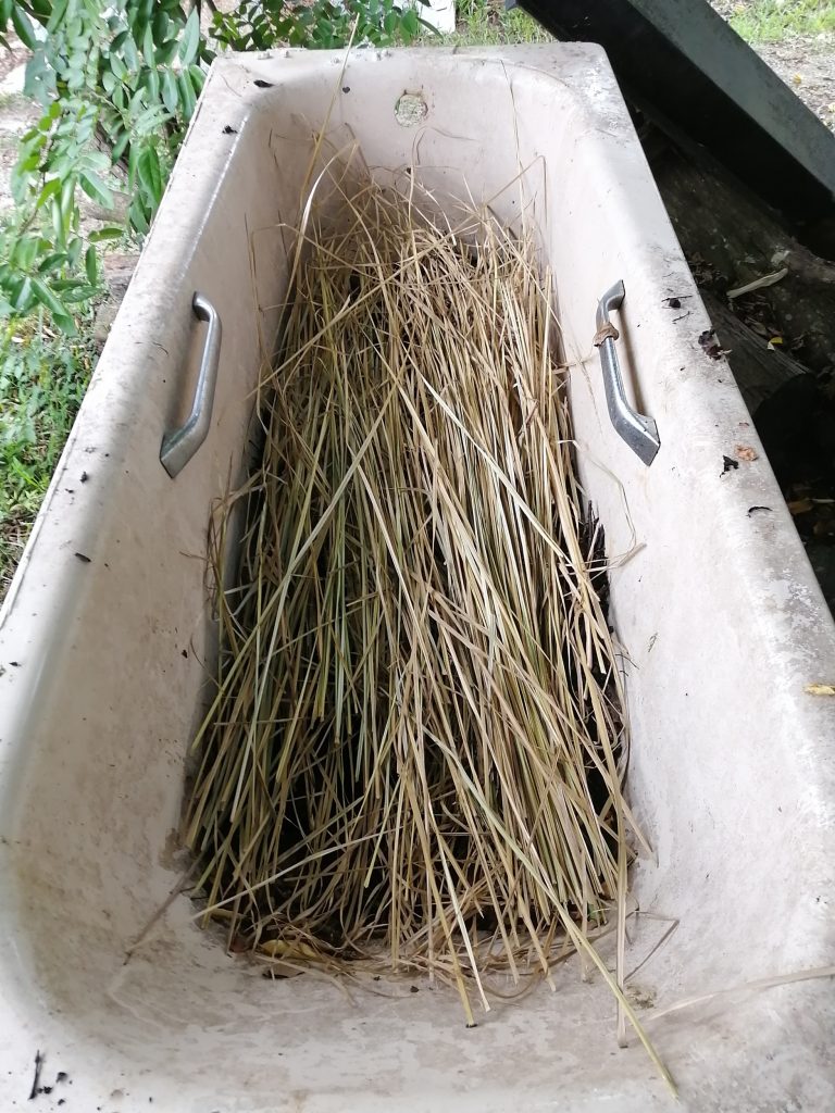 Dried vetiver grass.