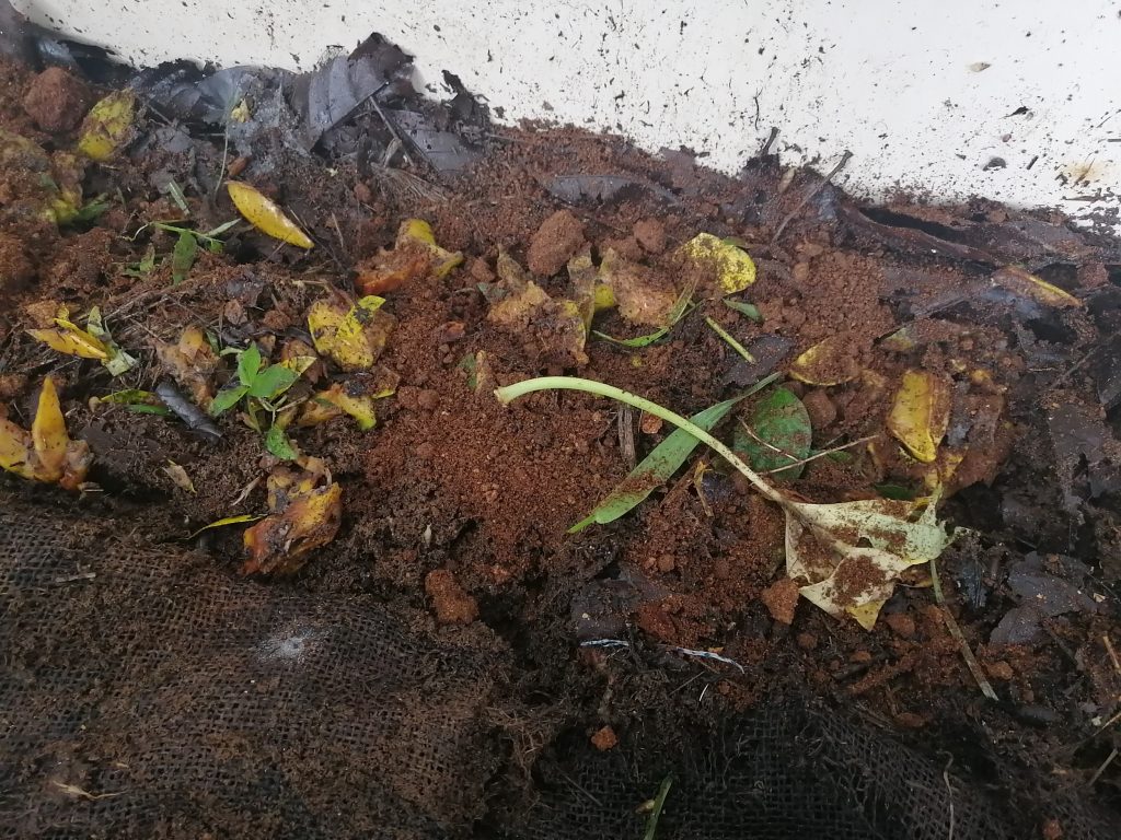 Mushroom compost (light brown powdery substance), chopped star fruits and kitchen waste (not much at the moment), just the former two.