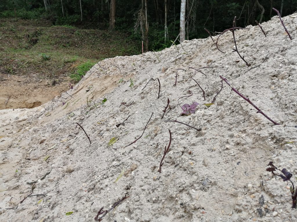 Establishing ground cover crop of sweet potato leaves on the bund to protect against erosion.
