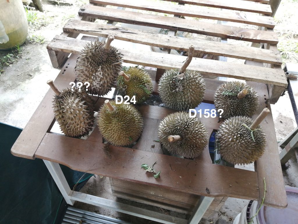 Those to the left of D24s and the right of it are the best fruits from two trees at the farm.