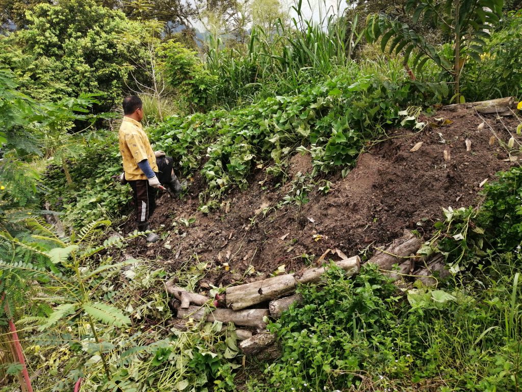 A small patch of raised bed for the sweet potatoes on a slope amongst custard apple, brazilian spinach and pineapple.