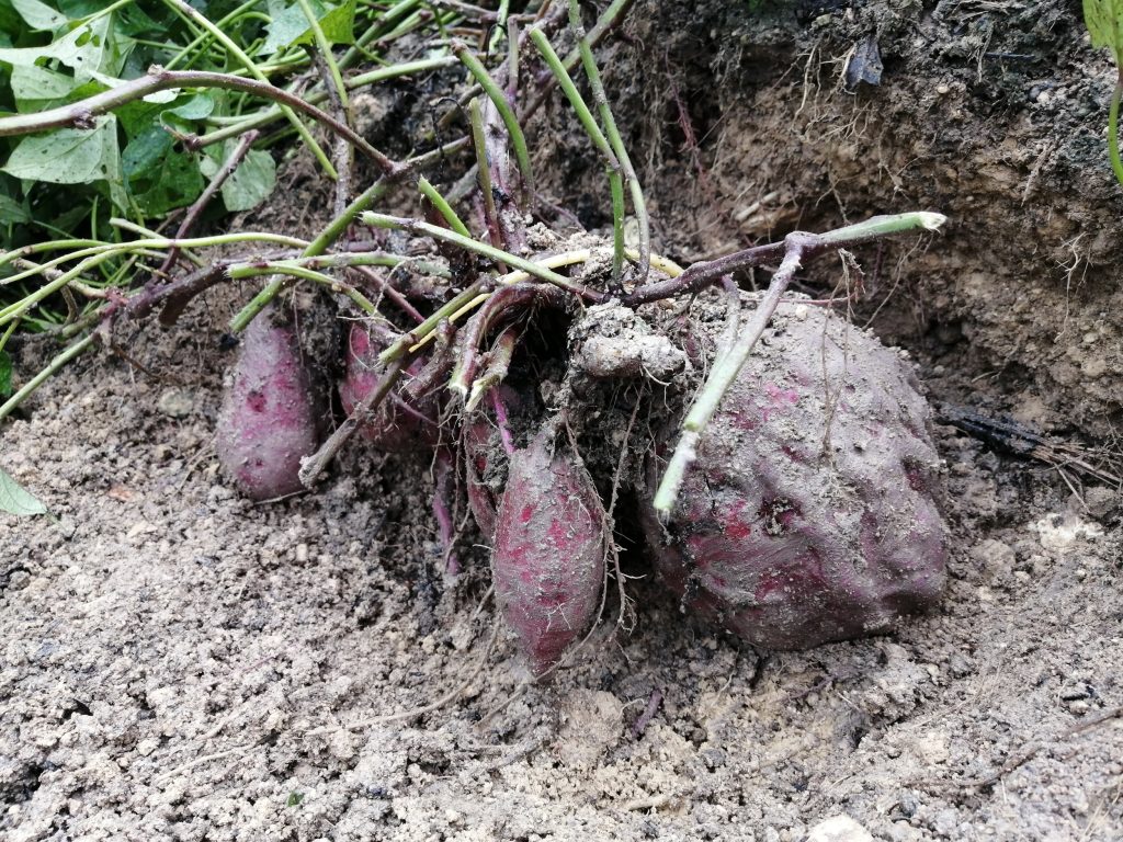 This bunch alone weighs 4.4 Kg.