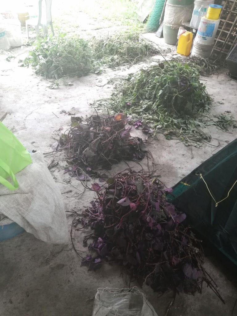 Sweet potato cuttings that will be recycled: young shoots eaten, selected ones replanted, and balance left to be composted.