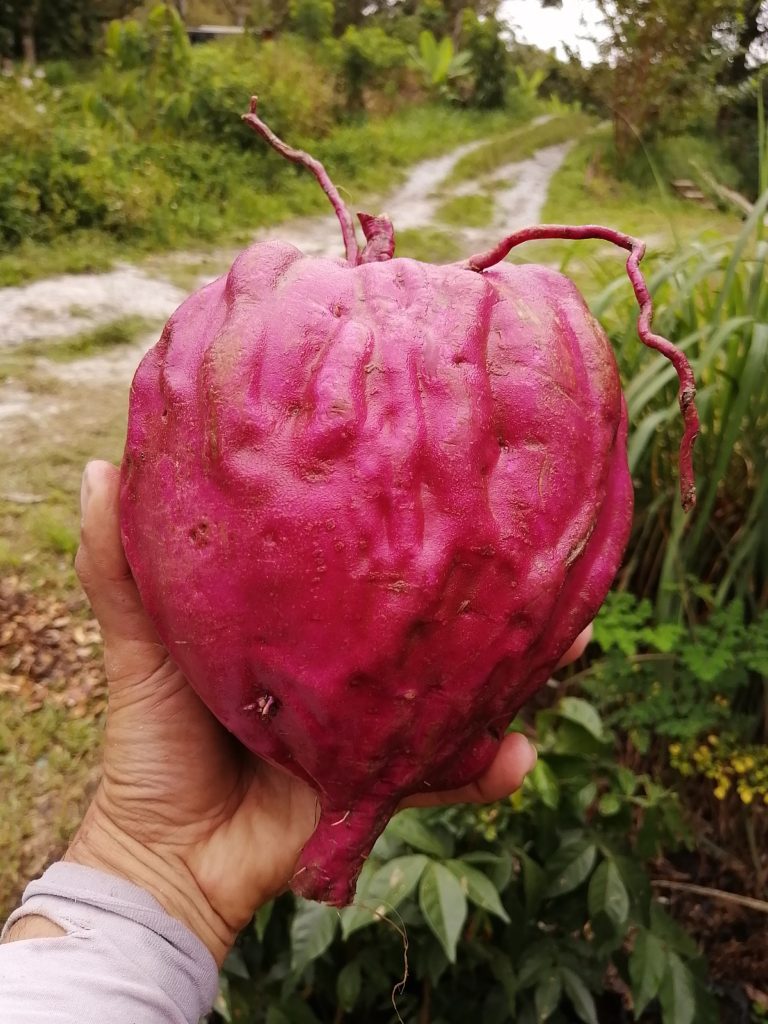 Almost double the size of my palm.