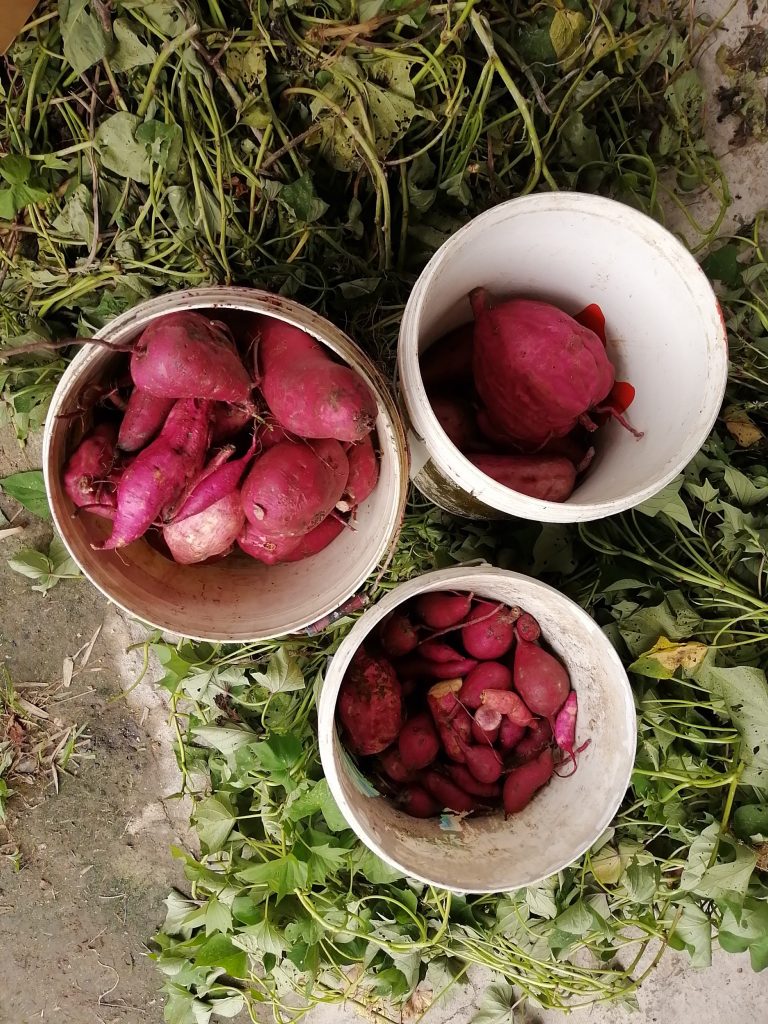 The entire harvest here at 20.4 Kg.