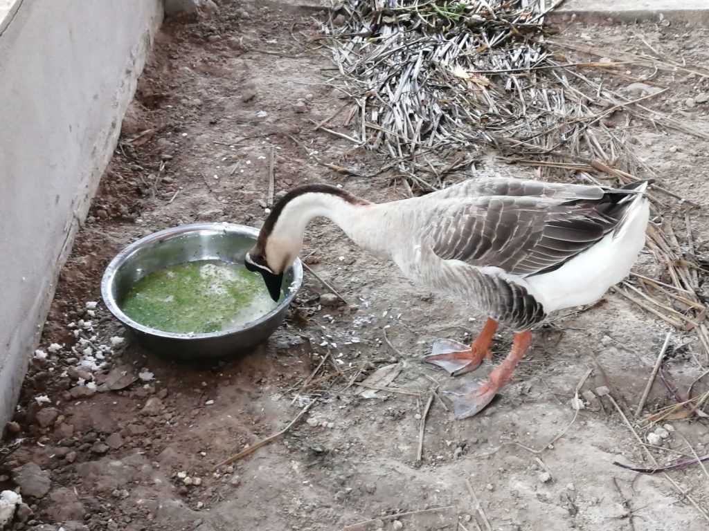 Breakfast time. Every morning, both mom and pop would come to feed, before the mom goes back to incubate after getting a few mouthfuls.