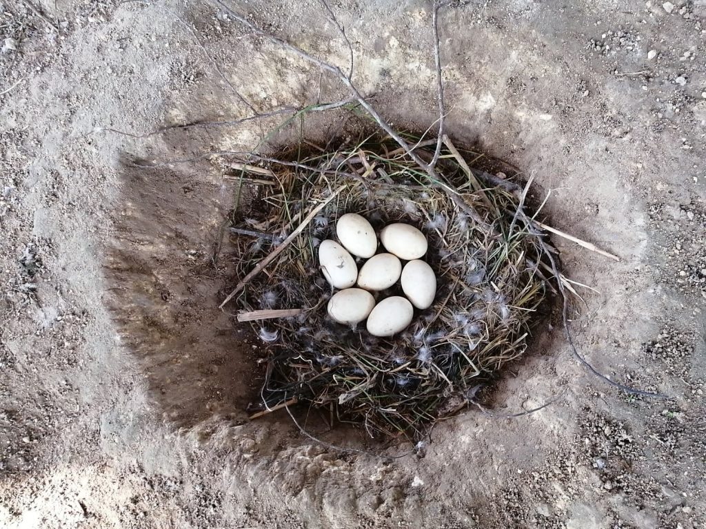 Neatly arranged, both eggs and twigs/dried leaves by the mother goose (no human intervention, really!). All natural, except for the hole dug in the ground.