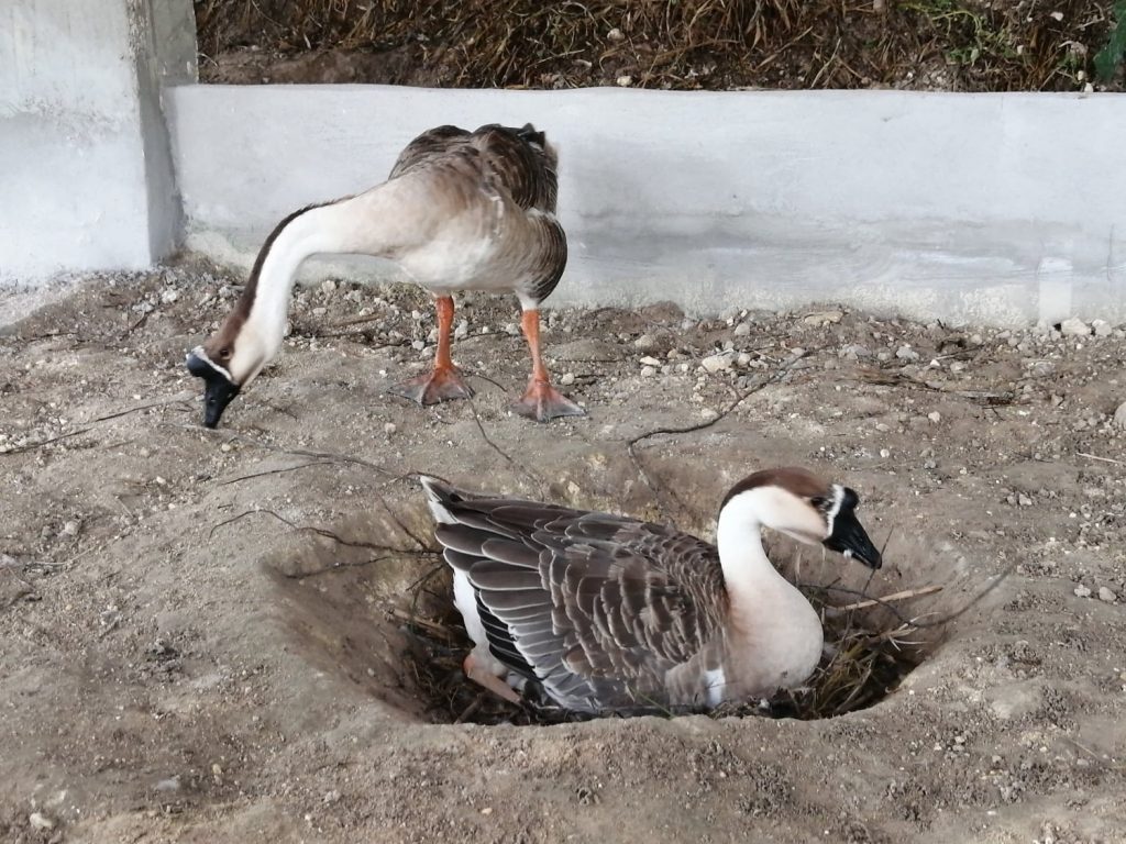 The gander stands guard throughout the 1 month process of incubation.