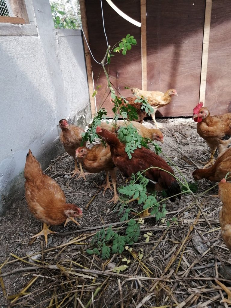 Pecking on moringa. Pecking on moringa.