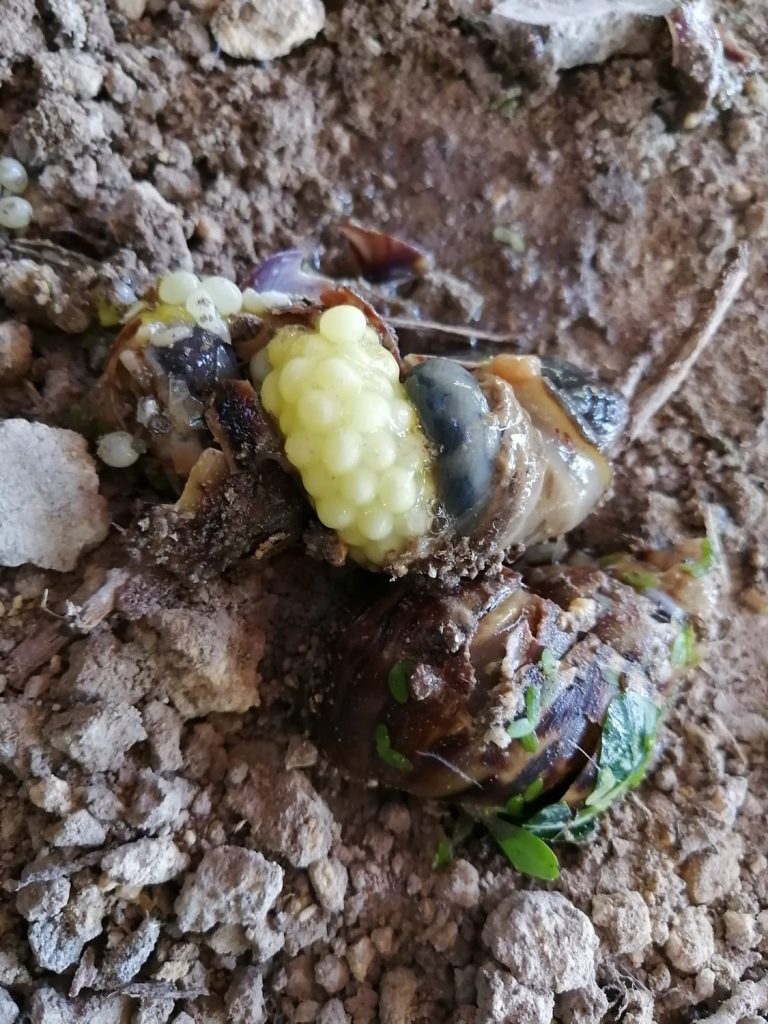 Crushed snails for the goose. I presume those are the eggs. Until I get a heliciculture (snail farming) system setup well, I will be relying on the occasional foraging of snails during my weeding/walkabouts which do yield quite a handful.