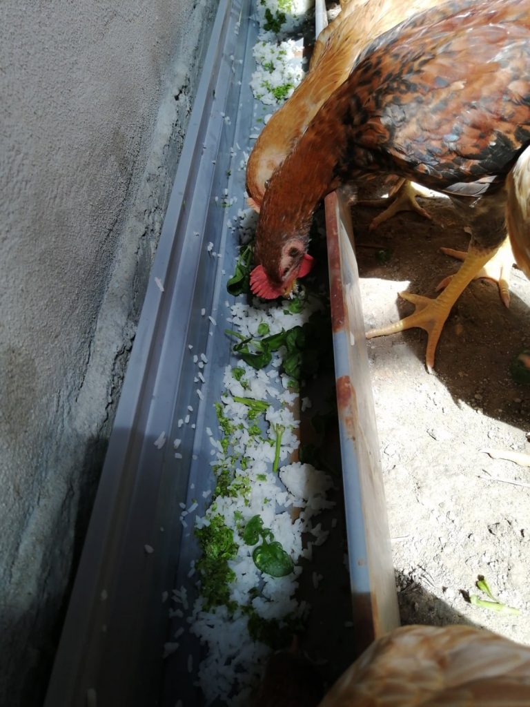 Mixed azolla, duckweed, brazilian spinach and rice. Mixed azolla, duckweed, brazilian spinach and rice.