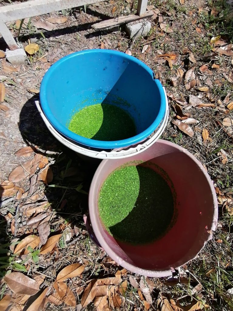 Duckweed and azolla growing in pails outside the coop. Duckweed and azolla growing in pails outside the coop.