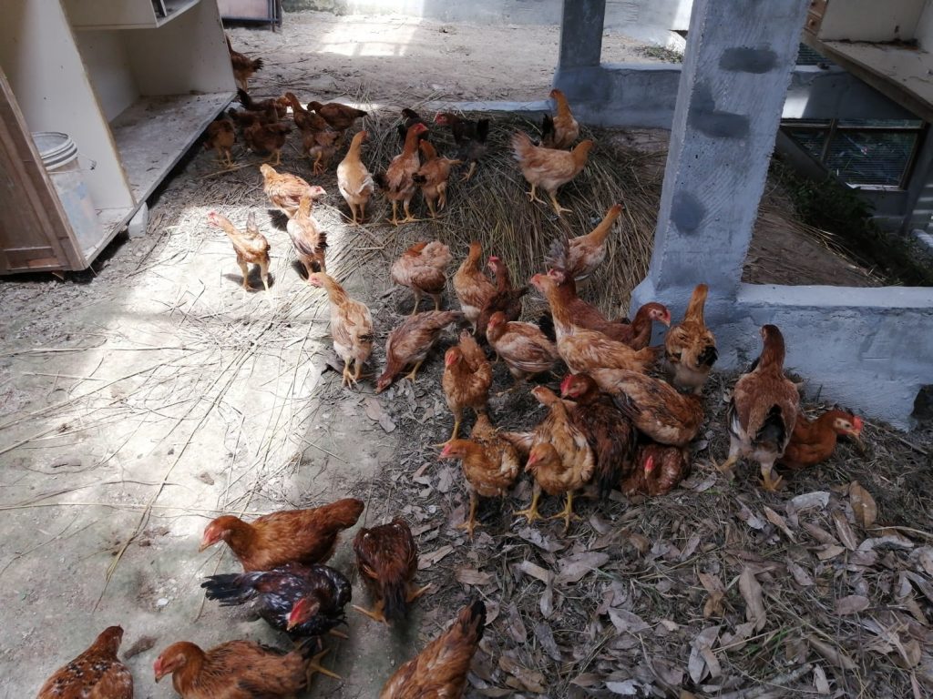 Adjusting to the new surrounding. Piles of dried grasses yet to be spread out and a pile of leaves to be composted on site for the chickens to scratch through and explore. Drinking water to be changed will be emptied out to this pile for added moisture to aid breakdown. Adjusting to the new surrounding. Piles of dried grasses yet to be spread out and a pile of leaves to be composted on site for the chickens to scratch through and explore. Drinking water to be changed will be emptied out to this pile for added moisture to aid breakdown.
