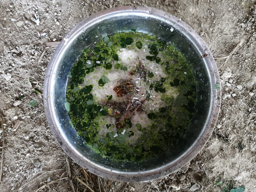 One meal a day in the morning (besides free ranging, only on days when I'm around), consisting of moringa, azolla, duckweed, plain rice and crushed snails. No store bought feed or pellets. Sometimes, the snails are left uneaten, which would be fed to the chickens the following morning.