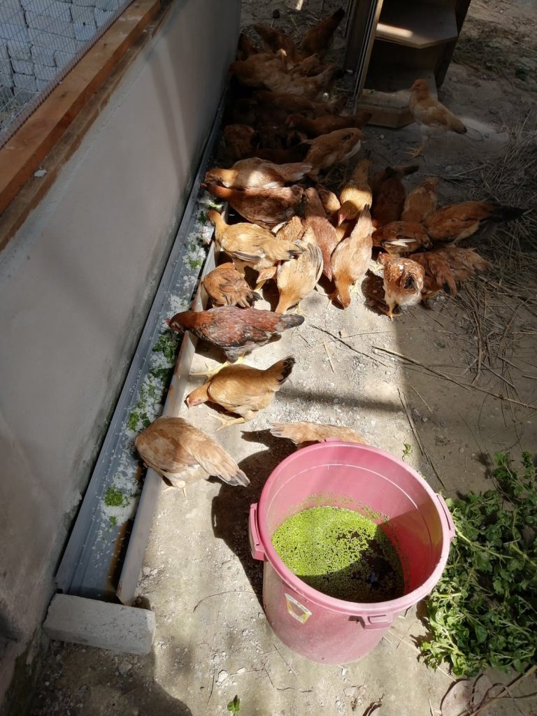 Most of the floor is currently bare as I'm slowly adding more biomass and bedding. Certain sections will be deliberately left bare as their sand bath area. Most of the floor is currently bare as I'm slowly adding more biomass and bedding. Certain sections will be deliberately left bare as their sand bath area.