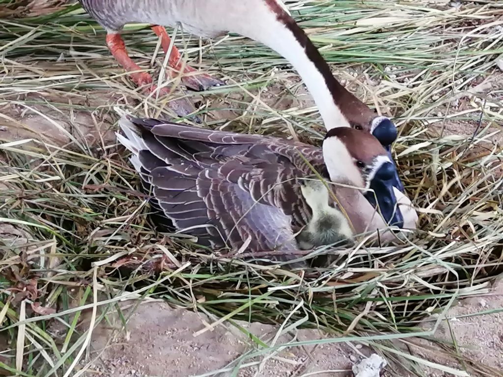 One of the newly hatched gooselings taking a peek.