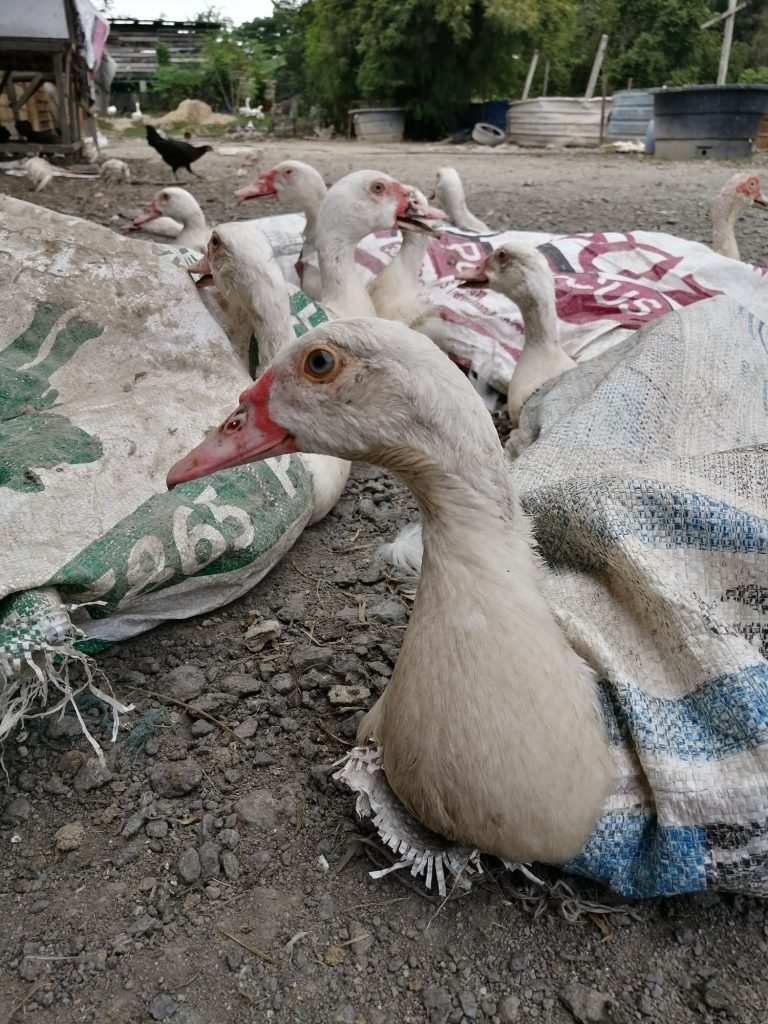 Muscovy/serati ducks.