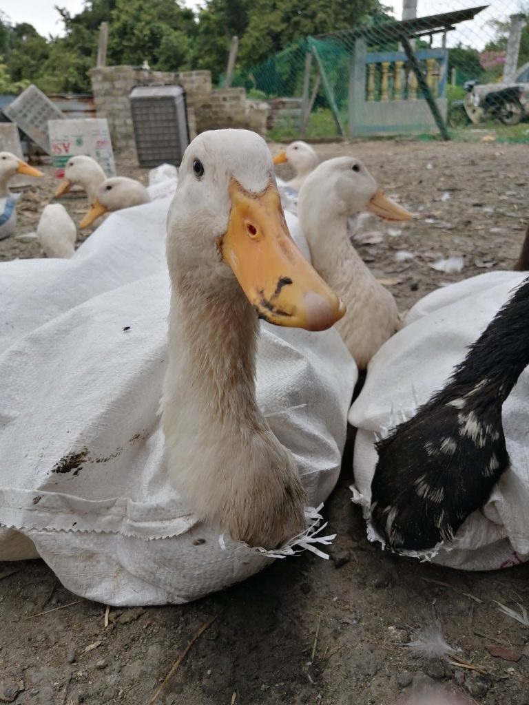 Peking duck.