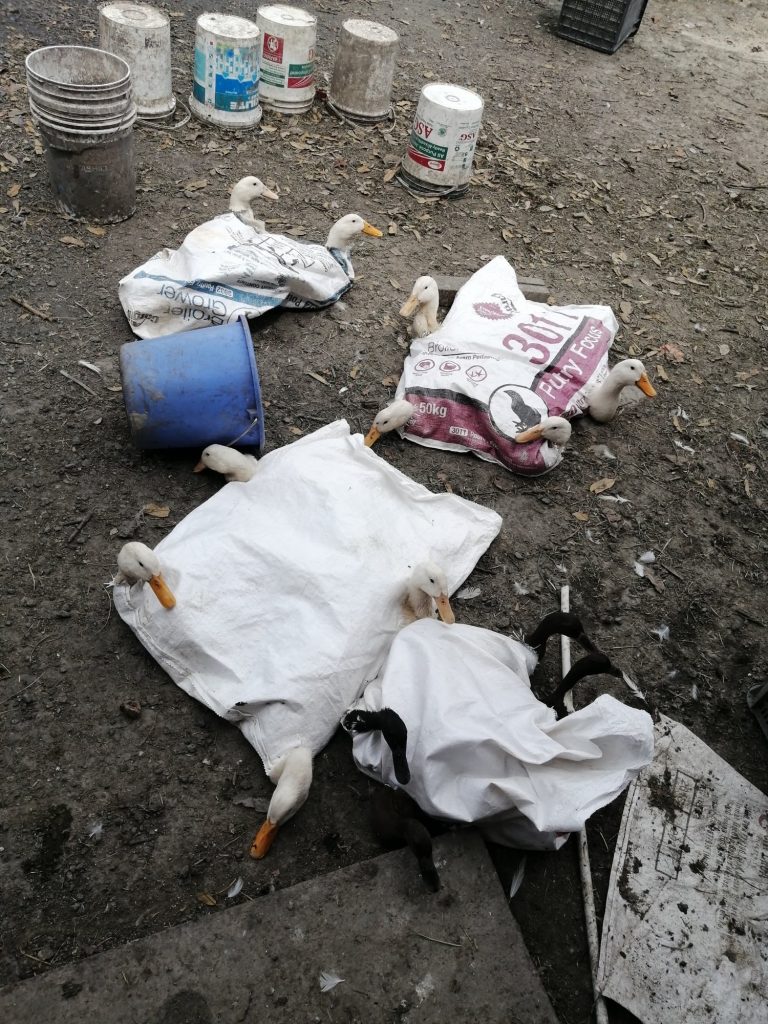 Weighed and bagged at 4 birds per gunny sack at seller's place, heads sticking out.