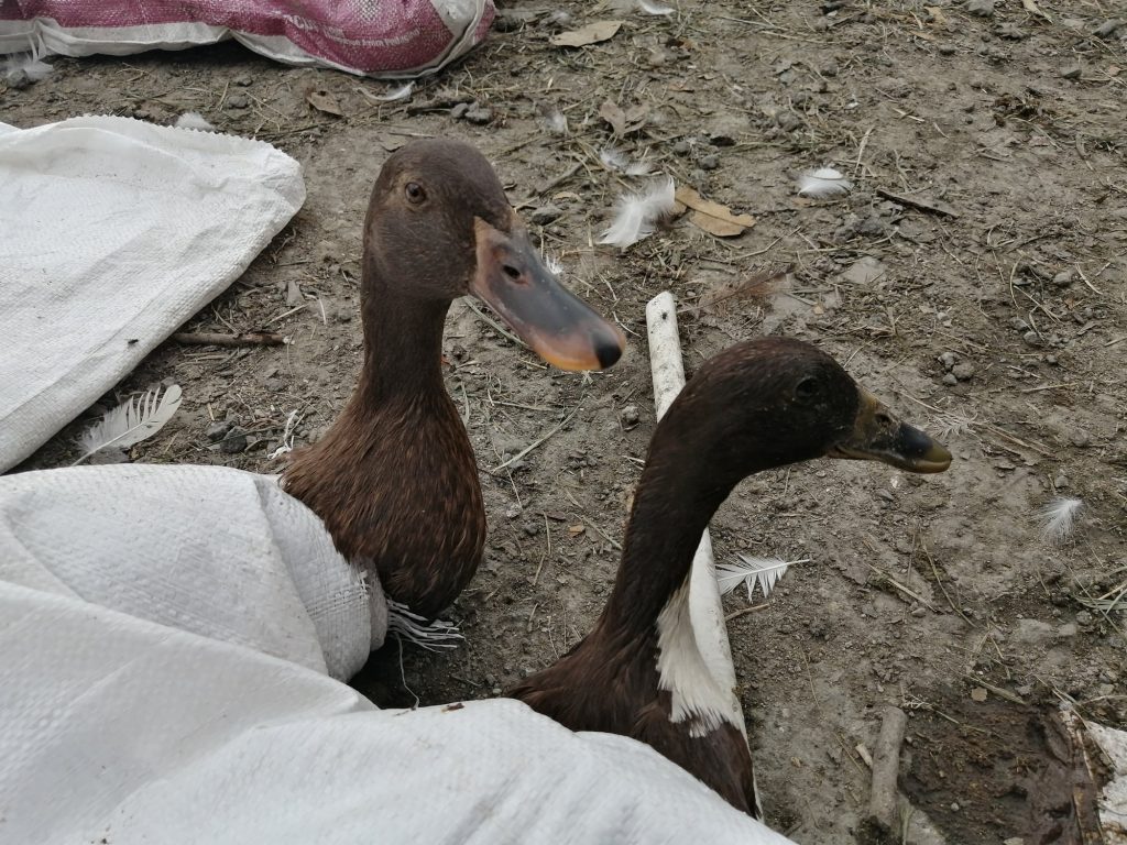 Egg-laying ducks.