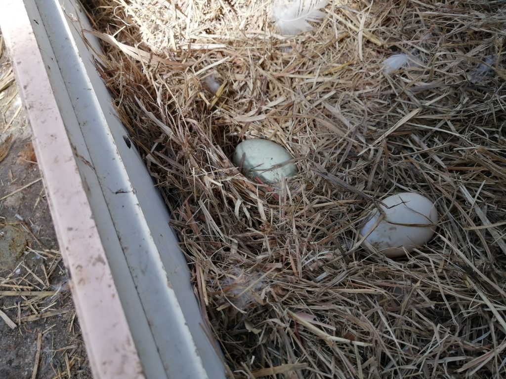 The ducks are well known to hide and bury their eggs deep within the bedding material. I've been fooled a couple of times before I rummaged through to the bottom.