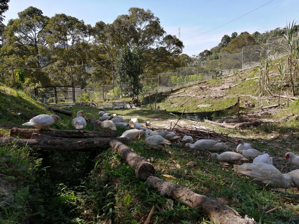 Duck heaven pasture with a pond. The edible landscape will only get better with time; i.e. shade from fruit trees, establishing fodder plants and abundant/diverse vegetation for a more balanced free range diet. All these will contribute toward better quality eggs and meat.