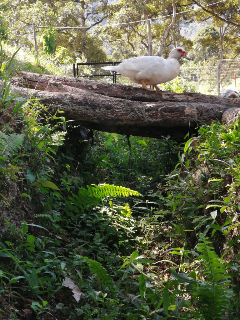 A muscovy perched on one of many log bridges that straddle over this (badly constructed) swale. It's a favourite place for them to poke their heads around in search of vegetation and insects.