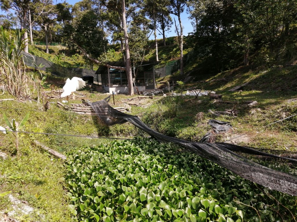 Overlooking the pond towards the duck coop.
