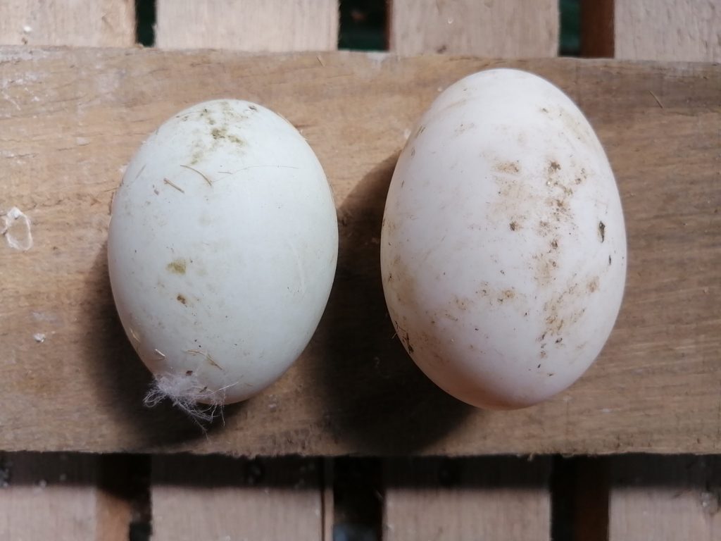 Naturally-raised free range duck eggs for sale: Left small @ RM 1.10. Right large @ RM 1.30.
