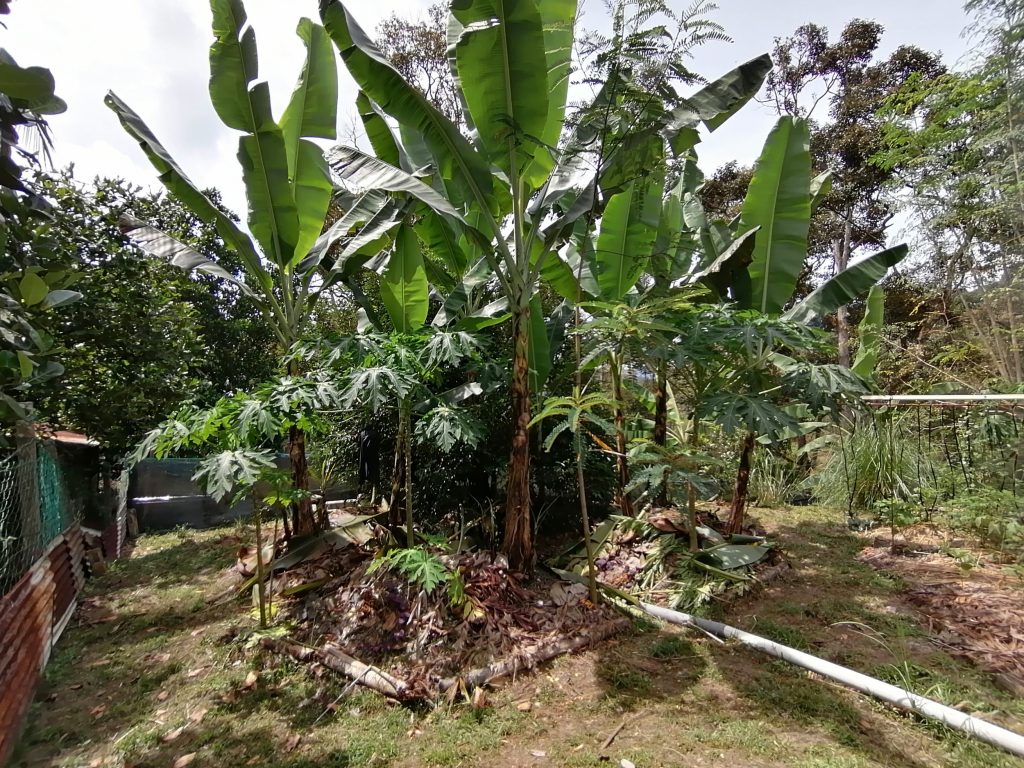 A banana grove planted and flourishing in one of two banana circles created at the farm. There's a mixture of papayas and tapioca in there.