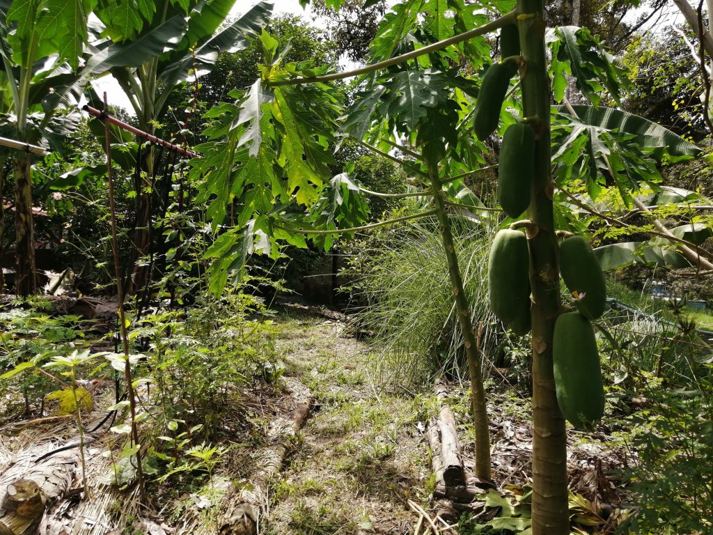 A somewhat neglected food forest of primarily bananas and papayas.