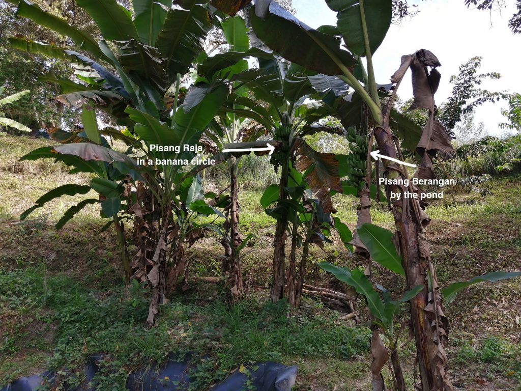 The first two bunches of bananas coming to fruition after almost 15+ months. This area is partially shaded by tall 30+ year old durian trees. Lack of care, fertilisation and sunlight may have contributed to the longer time they took to bear fruits.