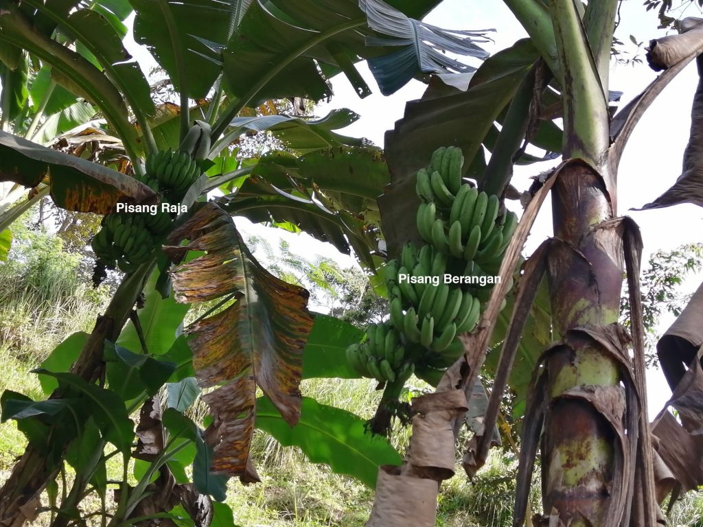 Pisang Raja (King of Bananas) for deep frying and the more mainstream local Pisang Berangan that tastes much more superior than imported ones.