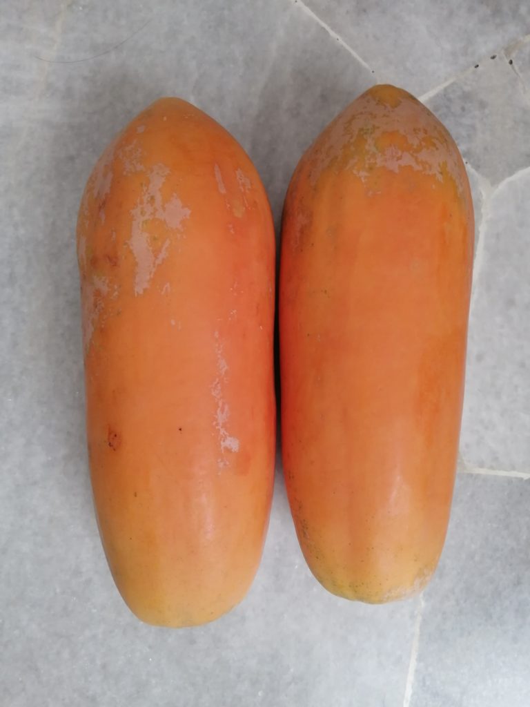 One of the best papayas from a single tree at the farm. Each weighs about 1.5 kg.
