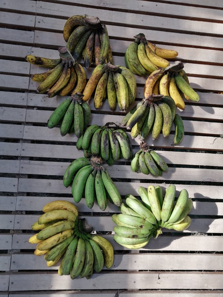 My first harvest of berangan bananas from the farm.