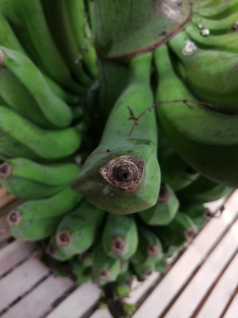 The distinctive boat-like cross section appearance of the Pisang Raja.