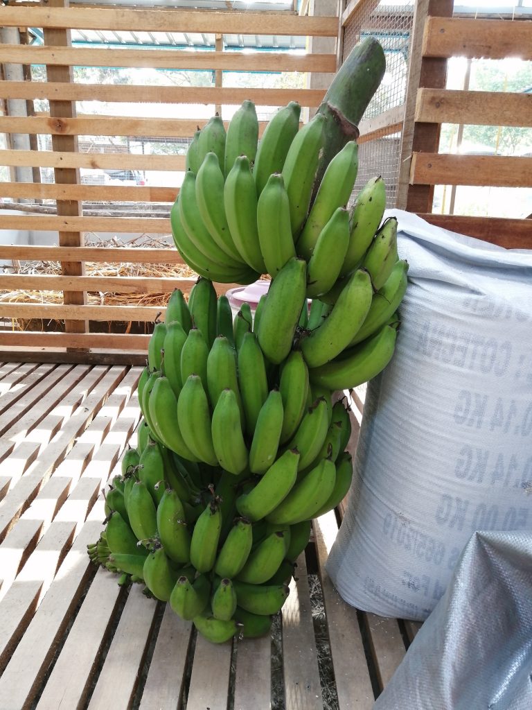Roughly 17 kg bunch of Pisang Raja with 8 combs.