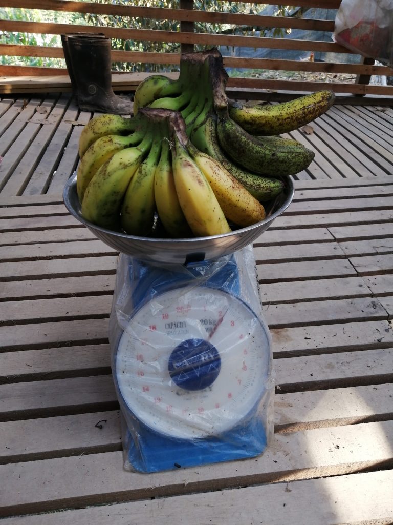 A typical order of 2 Pisang Berangan combs at 2.2 kg.
