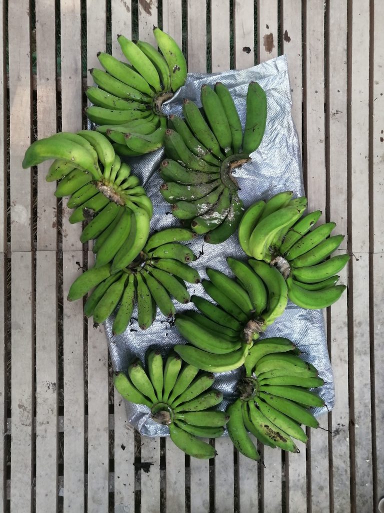 Pisang Raja combs all carved out ready for sale.