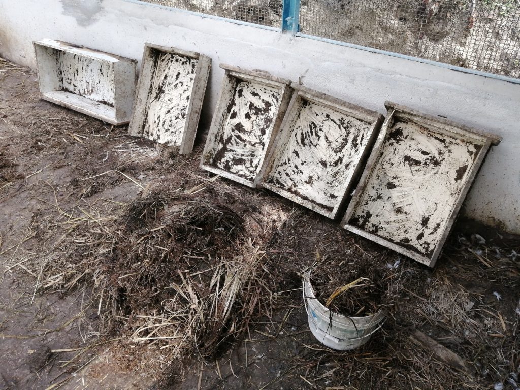 It's time to clean out the nesting boxes of the ducks. These damp and sticky clumps of grass and manure will be scooped out and spread around fruit trees within the vicinity of the coop as fertiliser. They will then be replaced with fresh dried grass. It's time to clean out the nesting boxes of the ducks. These damp and sticky clumps of grass and manure will be scooped out and spread around fruit trees within the vicinity of the coop as fertiliser. They will then be replaced with fresh dried grass.