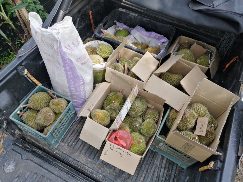 40 kg durians, 200gm chili padi, 40 litres of black soil, 8kg berangan bananas; all packed for sale and delivery. Nothing is too small nor too big to sell. Whatever it takes to stay afloat.