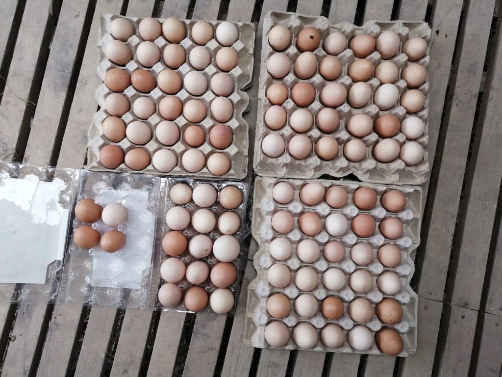 A typical week's harvest of kampung chicken eggs. A typical week's harvest of kampung chicken eggs.
