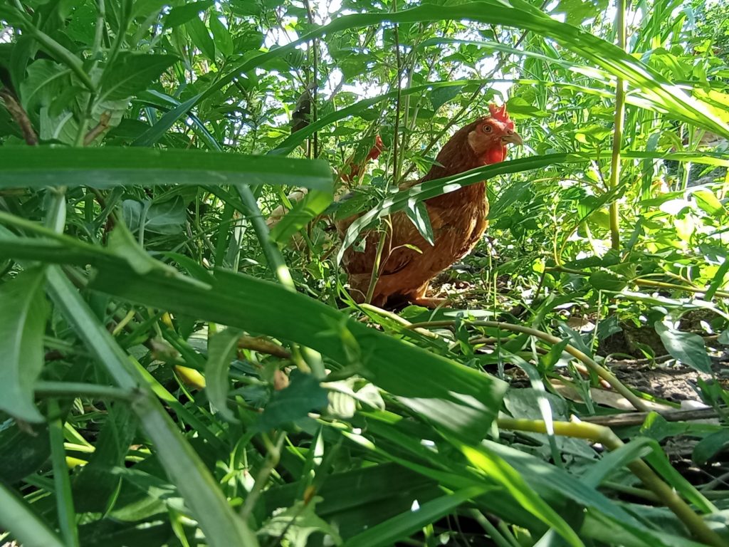A free range pasture-raised chicken hunting in the dense undergrowth at the pasture field. A free range pasture-raised chicken hunting in the dense undergrowth at the pasture field.